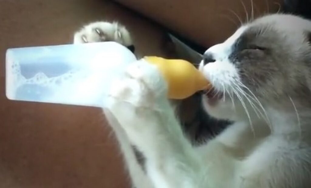 gattino beve biberon