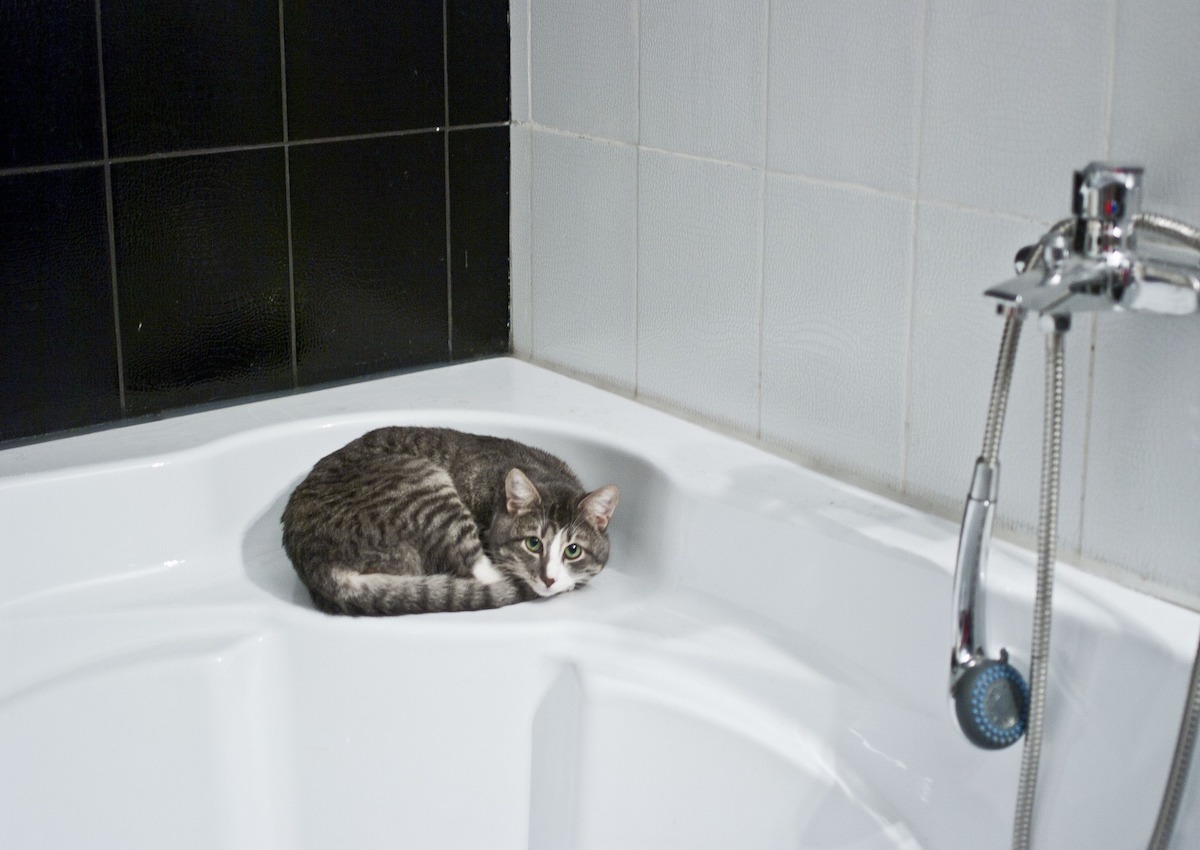 gattino seduto in vasca