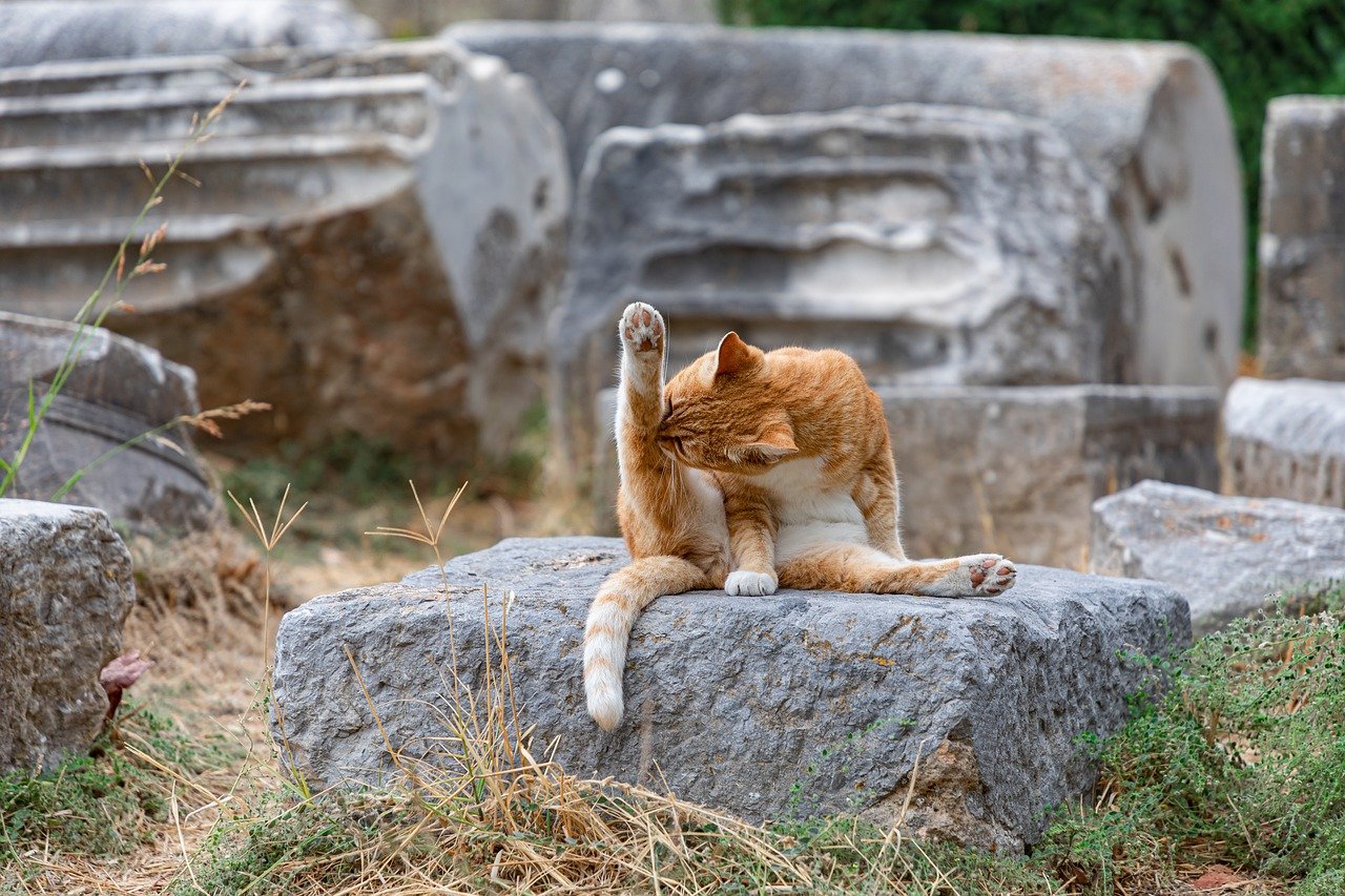 gatto lecca zampa