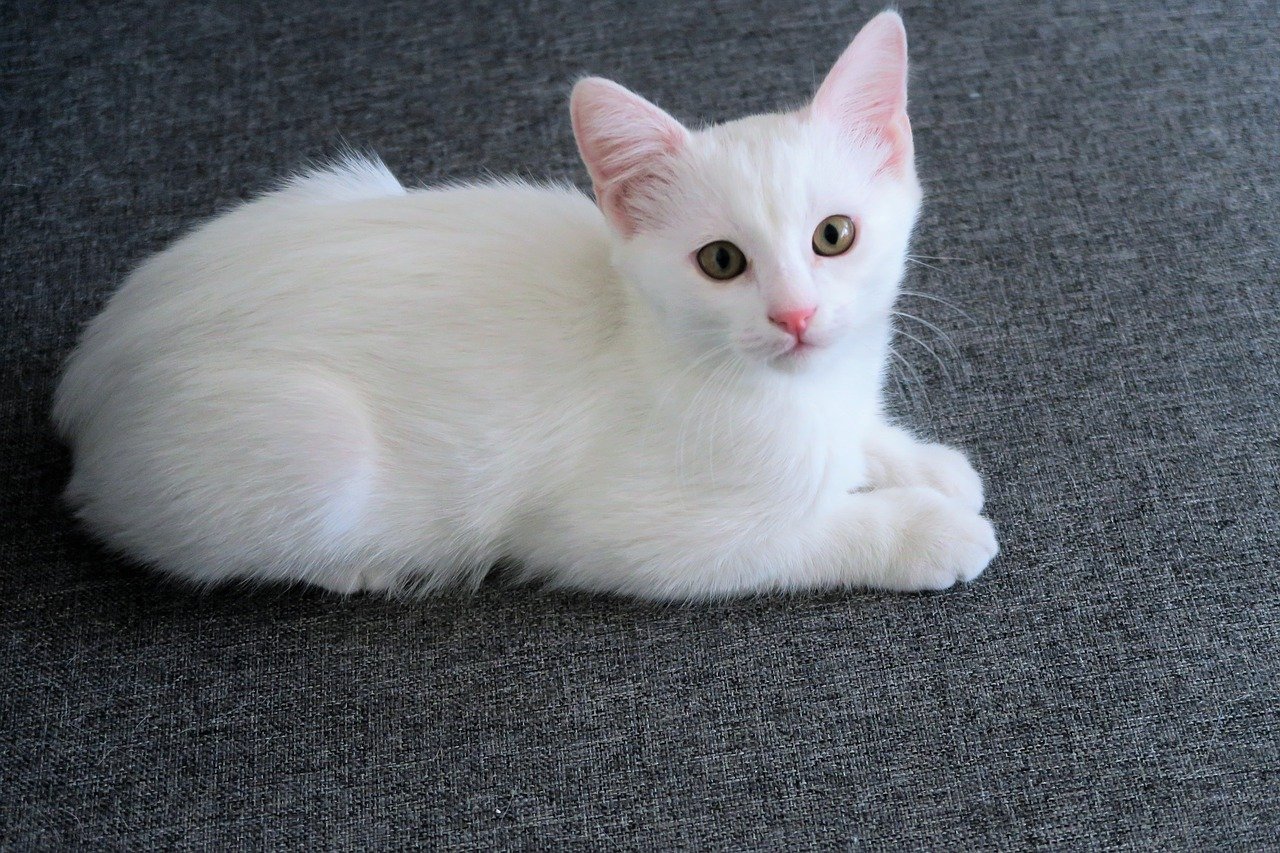 gatto bianco sguardo profondo