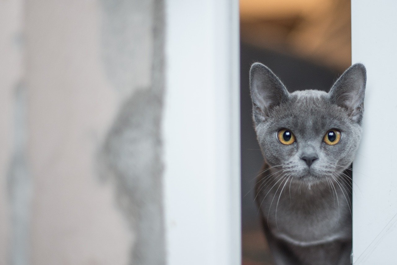 gatto si nasconde