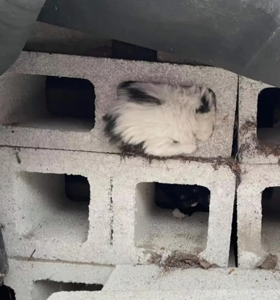 gattino incastrato in blocco di cemento