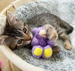 Gattino malato affronta le difficoltà grazie al suo amico peluche