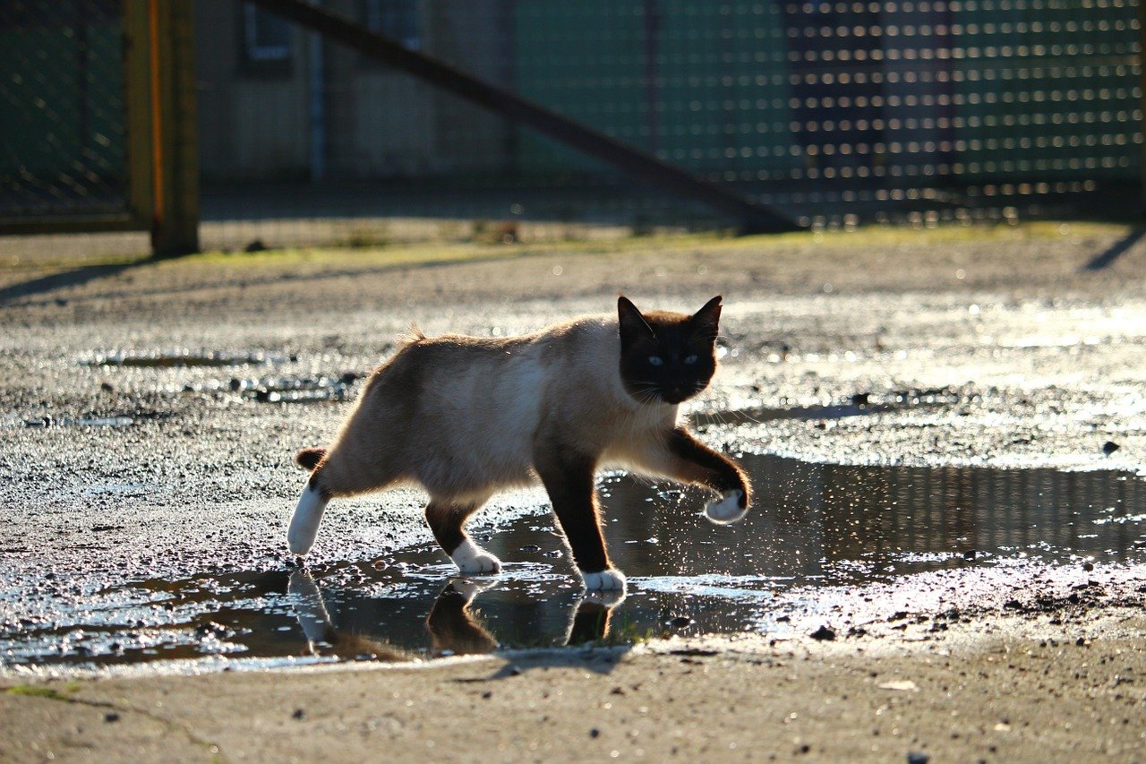 gatto nella pozzanghera