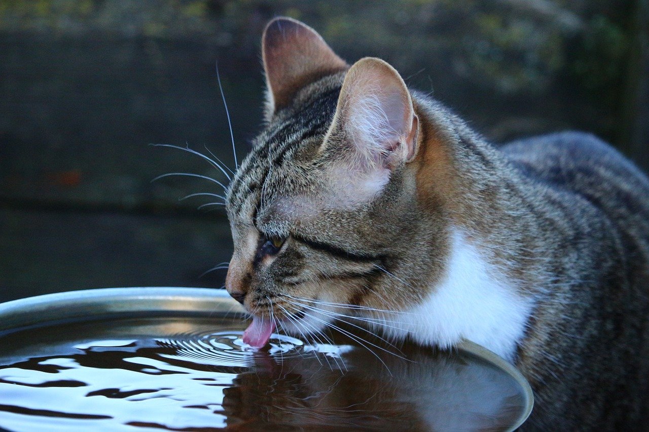 gattino che ha sete