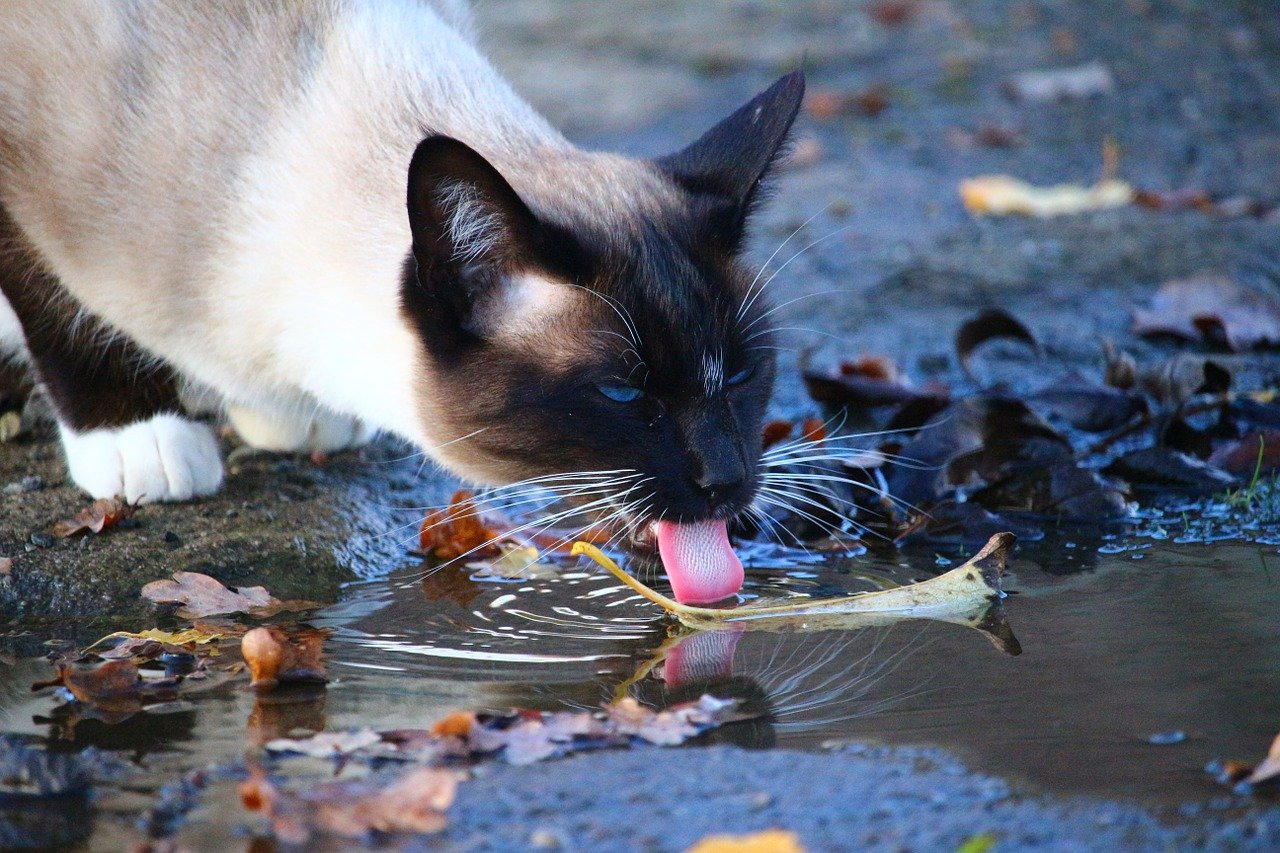 gatto beve acqua a terra