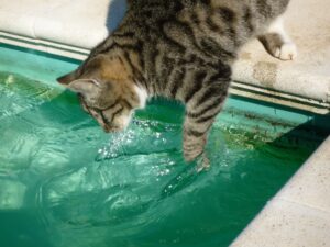 gatto si butta in piscina