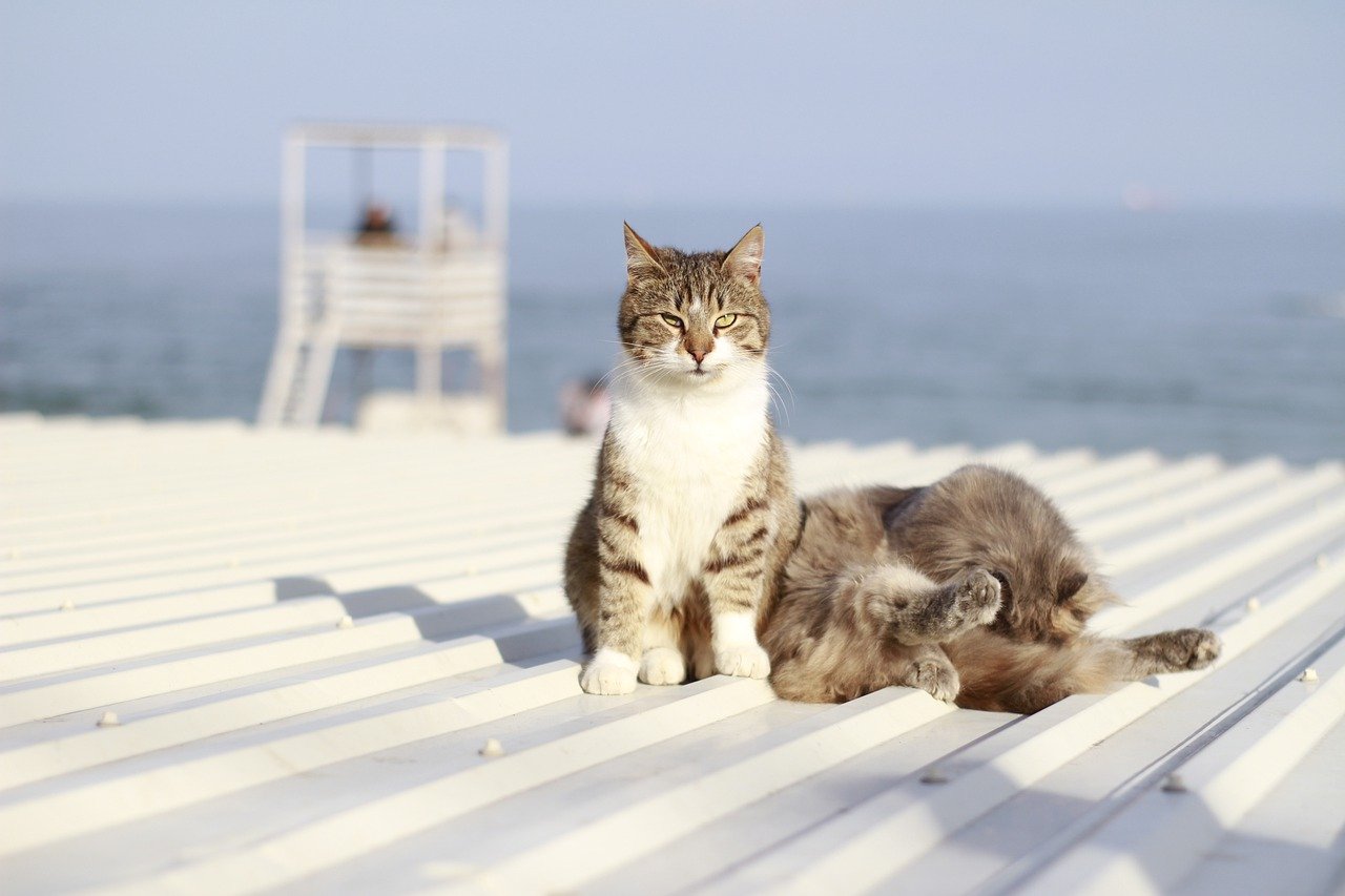 gatti rilassati al mare