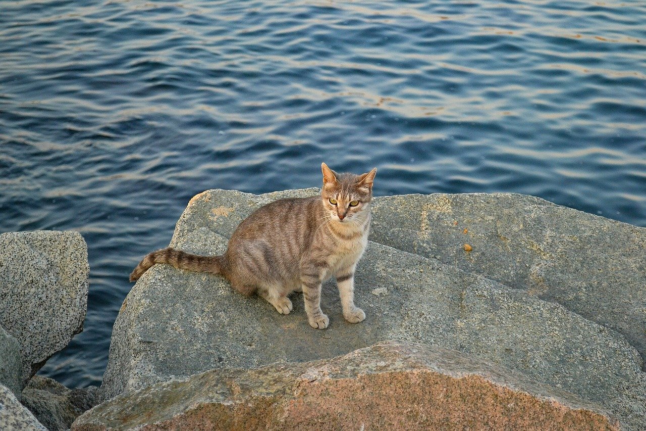 gatto si rilassa sugli scogli