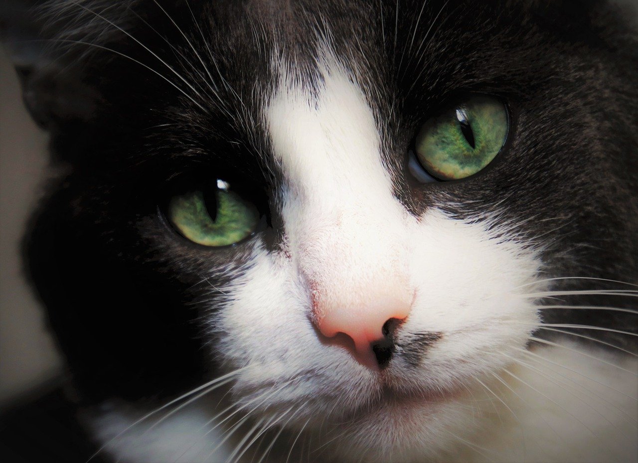 gatto colore occhi profondo