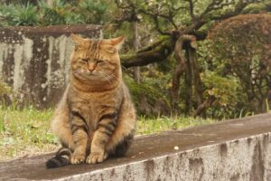 Il gattino vomita sempre durante la notte? Ecco tutti i motivi