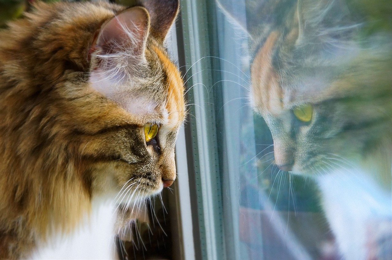 gatto guarda fuori dal vetro