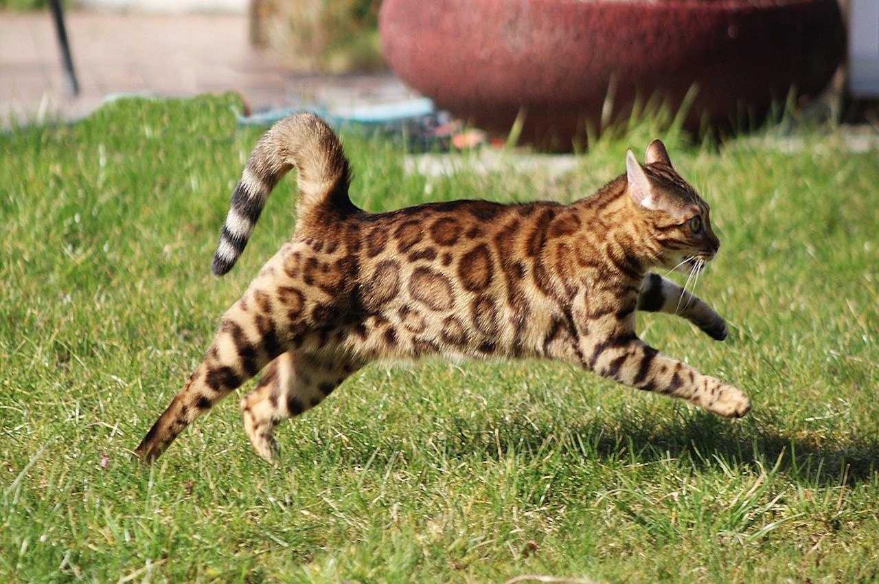 gatto corre sul prato