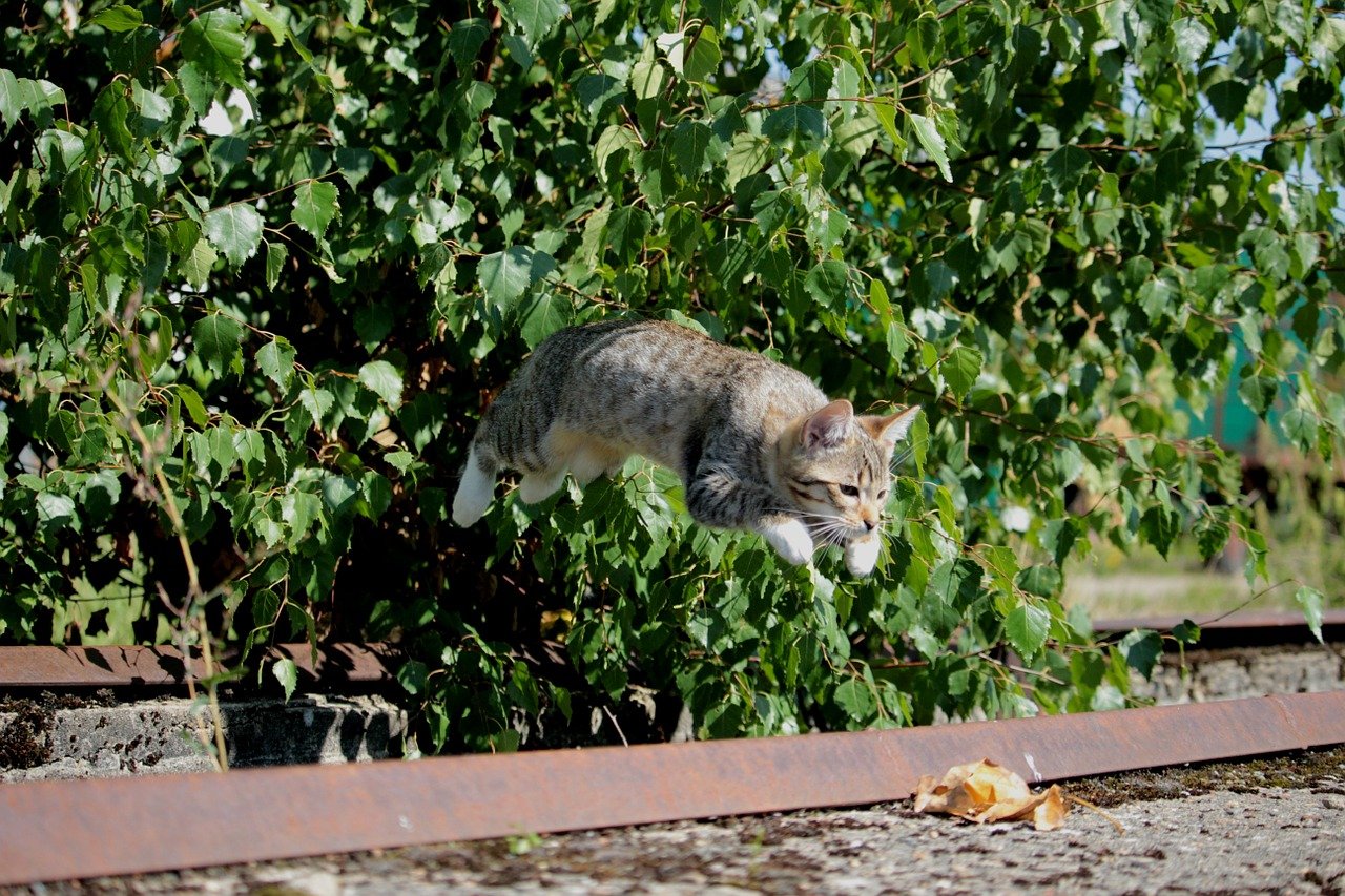 gatto fa un grande salto