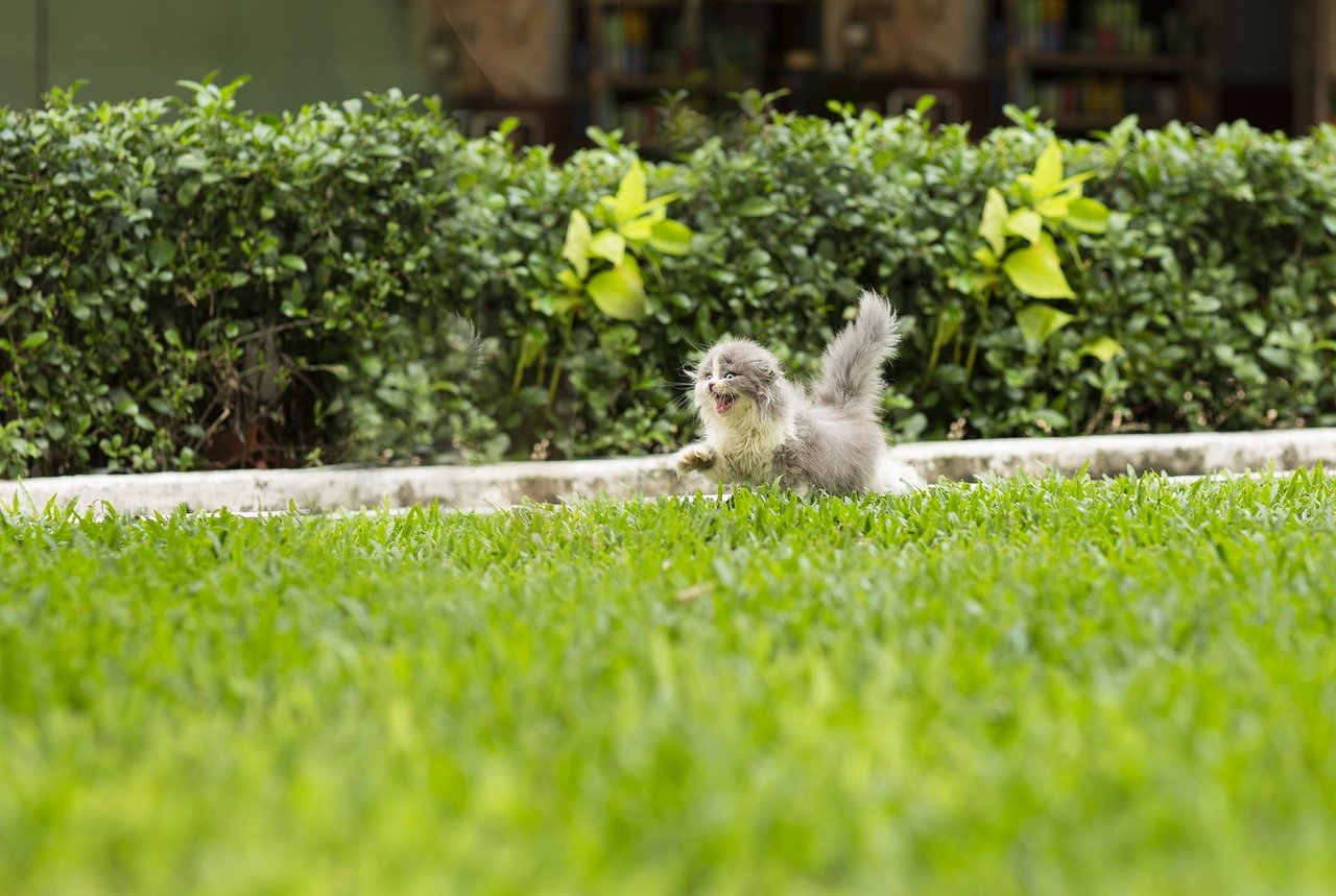 gatto si diverte sul prato