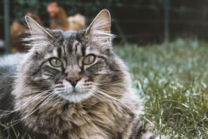 Perché il gattino vuole stare sempre e solo in giardino?