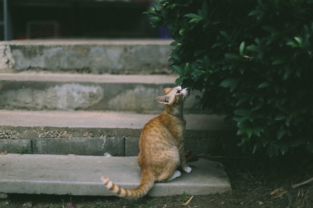 gattino sulle scale del giardino