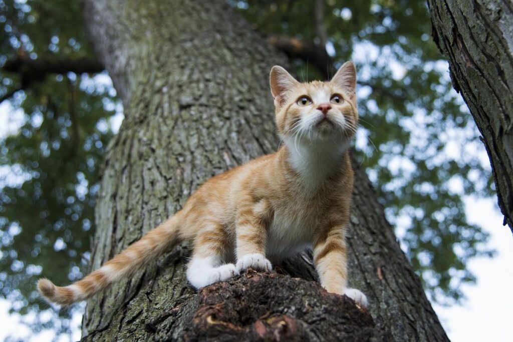 gattino su un albero