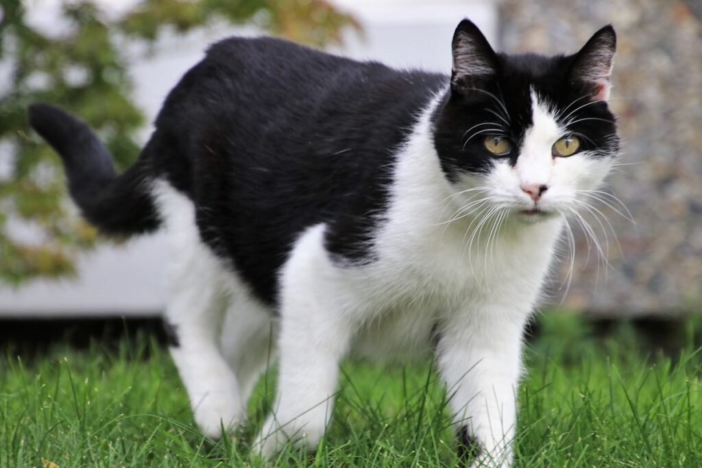 gatto bianco e nero in giardino