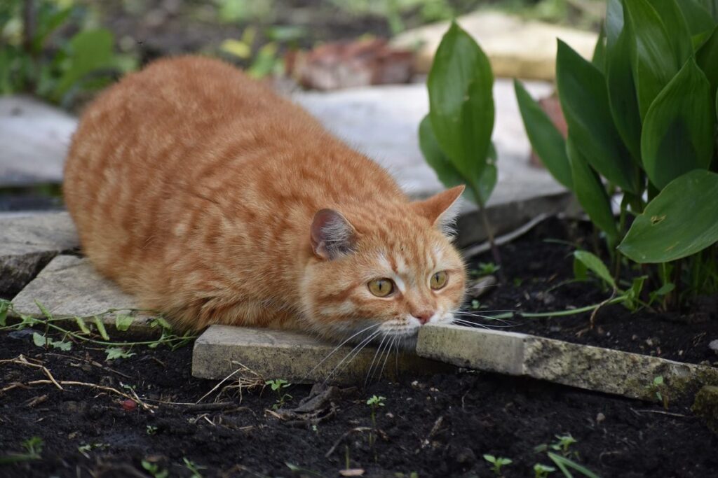 gatto arancione fa l'agguato