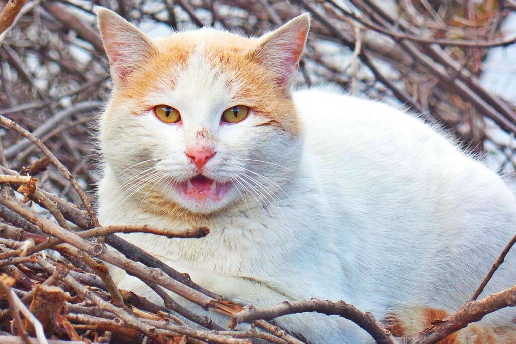 gatto con la bocca aperta