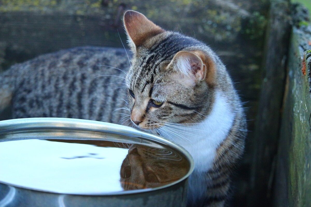 gatto e acqua