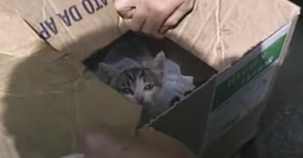 gatto in una scatola