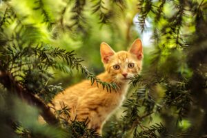 Pozzuoli: il salvataggio di un gatto bloccato su un albero da sette giorni (VIDEO)