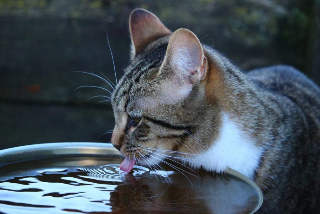 gatto che beve l'acqua da una ciotola