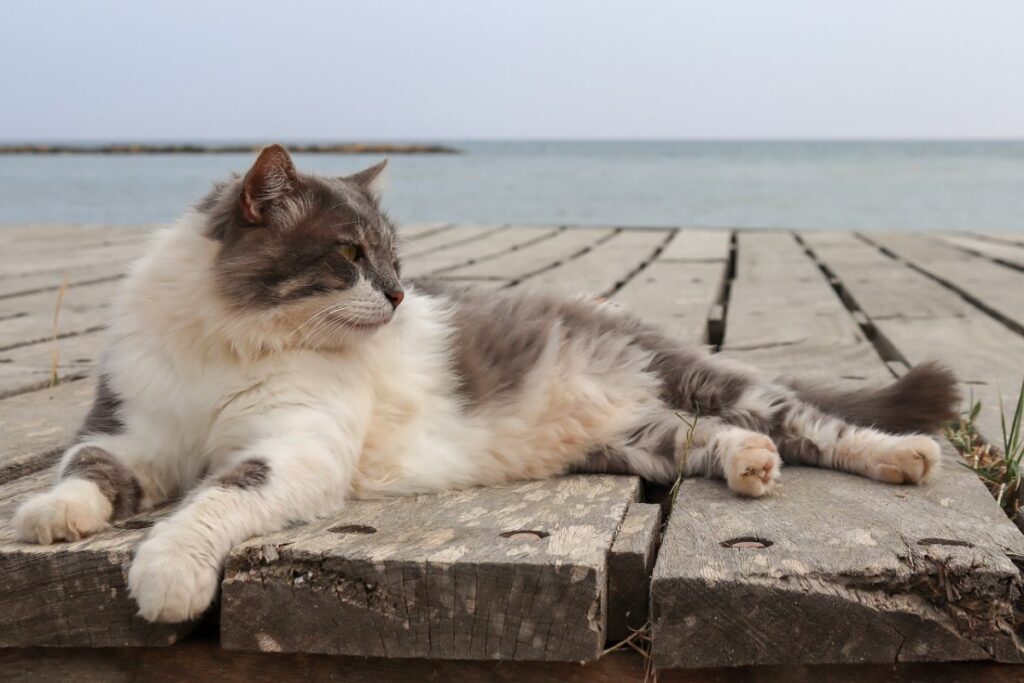 gatto in riva al mare