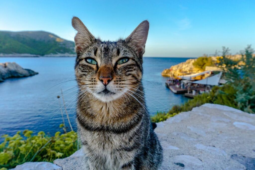 gatto al mare