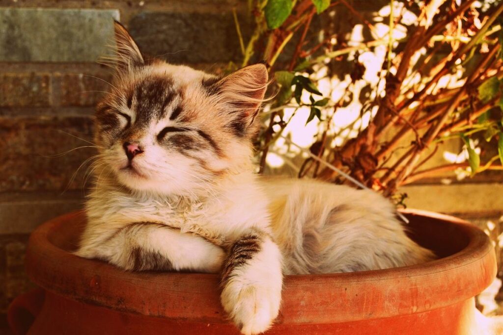 gatto in un vaso