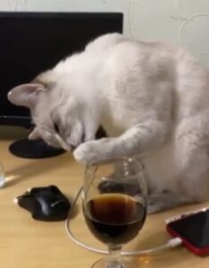 Il gatto che beve soda per la prima volta: impossibile non ridere dopo la sua reazione (VIDEO)