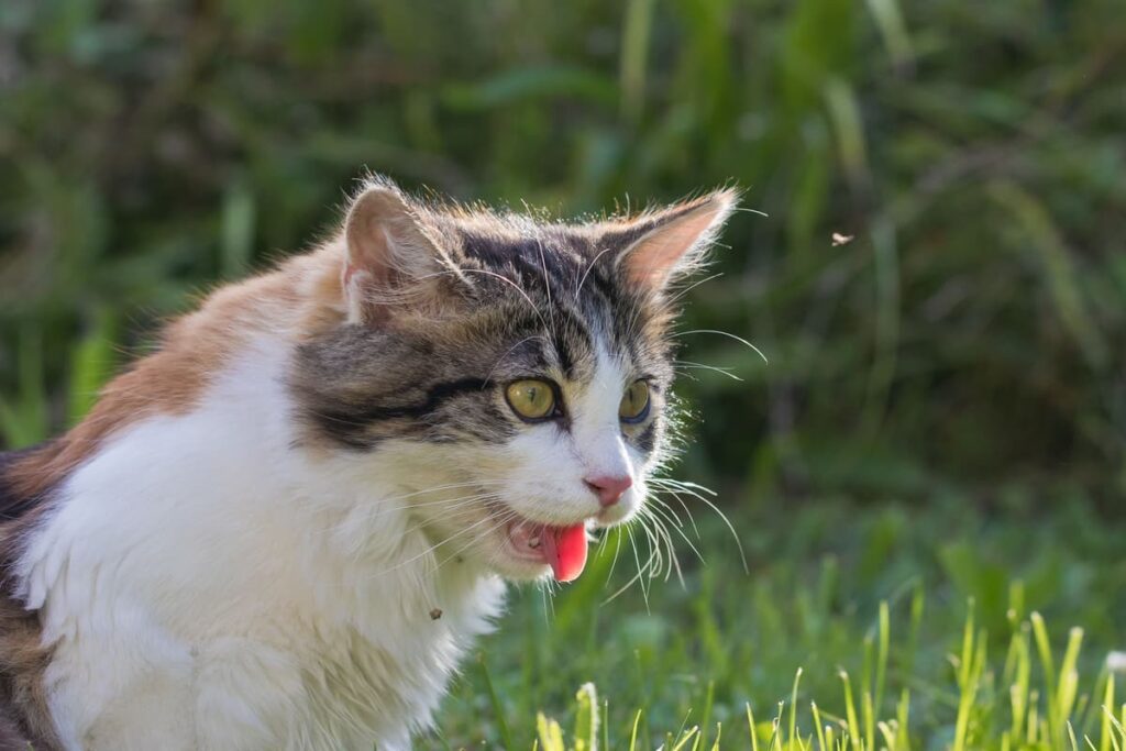 gatto sta soffocando