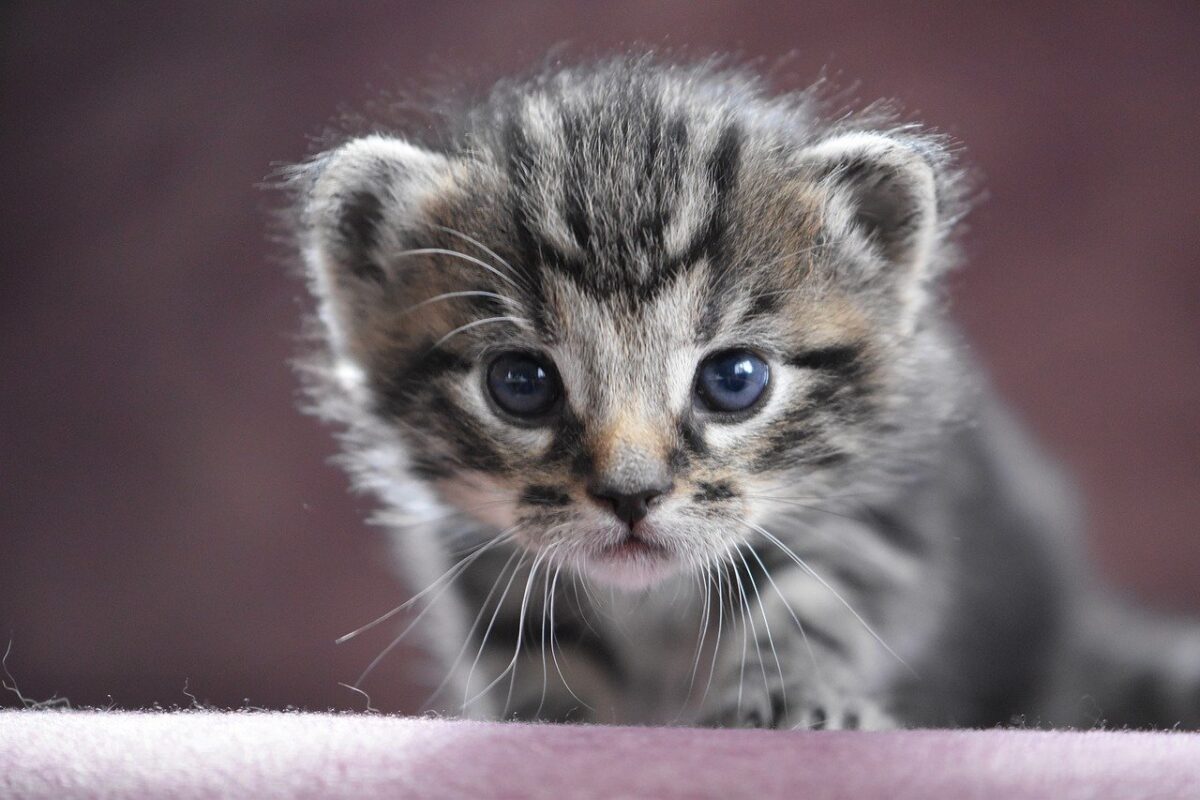 gatto cucciolo