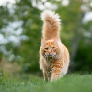 gatto arancione a strisce sull'erba