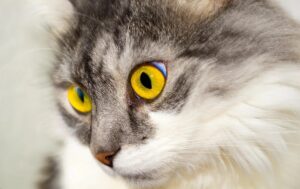 Gatto con occhi gialli