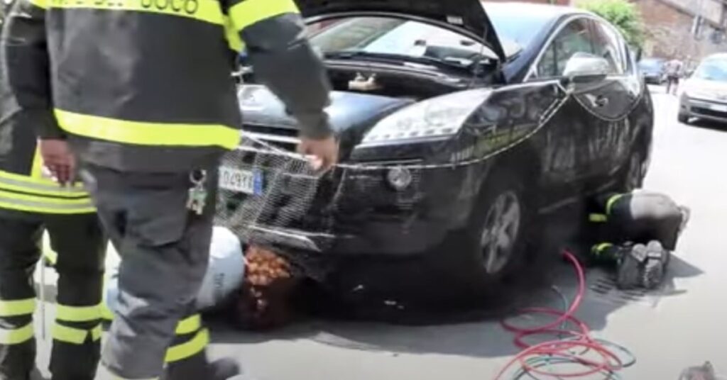 pompieri e volontari salvano un gatto incastrato nel motore