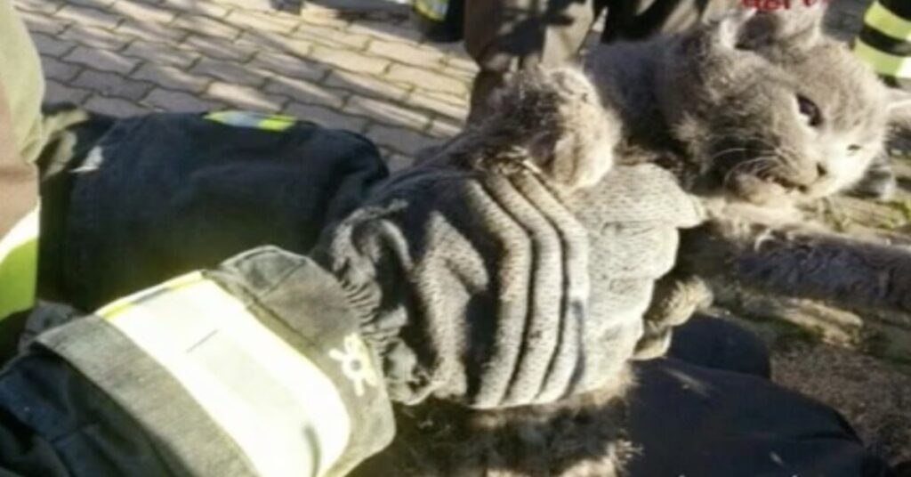 gatto grigio appena salvato dai pompieri