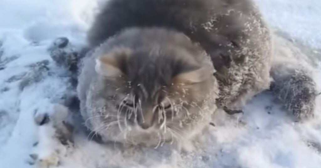 gatto grigio intrappolato nella neve