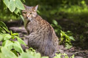 Perché il gatto perde liquido dall’ano?