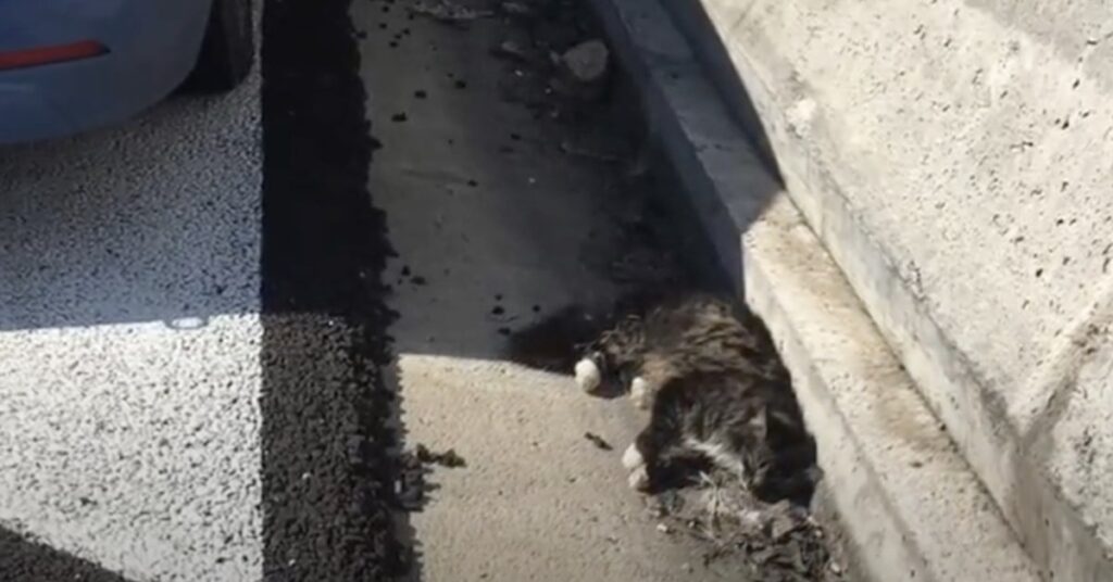 gatto investito in autostrada ferito