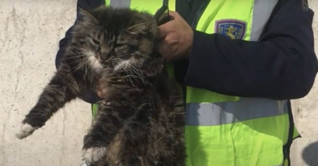 gatto in braccio al poliziotto che lo ha salvato