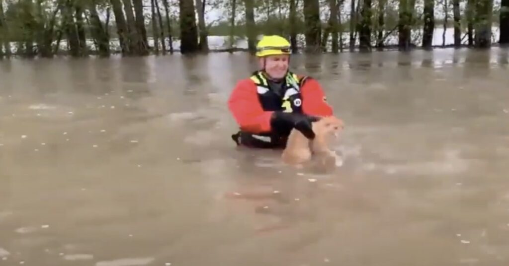 pompiere americano salva un gatto in acqua