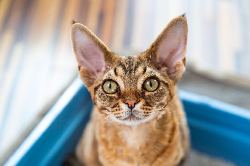 gatto guarda in alto