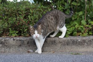 Un gattino si aggrappa alla gamba di un passante per farsi adottare, e intenerisce la rete (VIDEO)