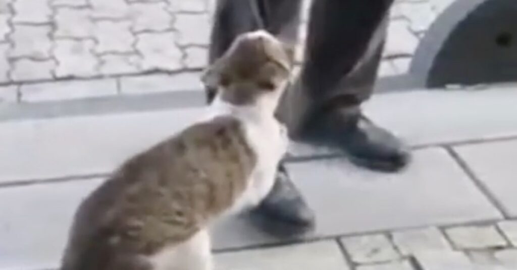 gatto trattiene un passante