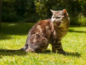 Perché il gatto si arrabbia se gli tocco la coda