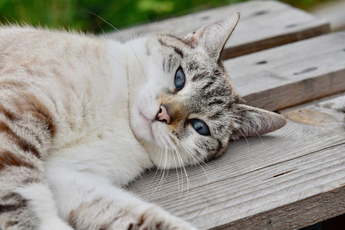 gatto rilassato