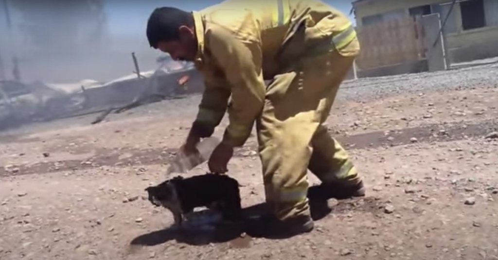 un pompiere rinfresca un gatto bruciato con dell'acqua